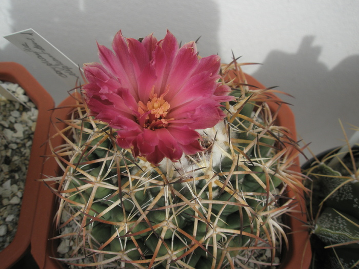 Coryphantha elephantidens (Ortega) - floare - Coryphantha