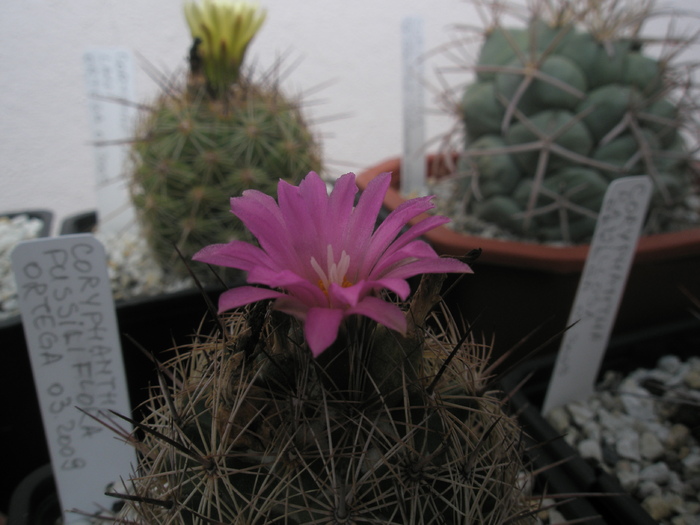 Coryphantha pusiliflora - 11.09 - Coryphantha