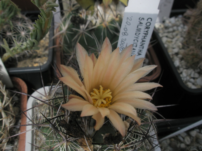 Coryphantha salmdickiana - 11.09 - Coryphantha