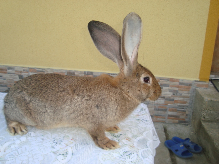 Copy of DSC01303
