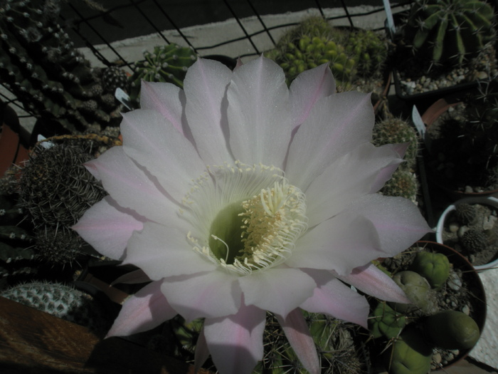 Echinopsis cu floare roz - 11.09 - Echinopsis