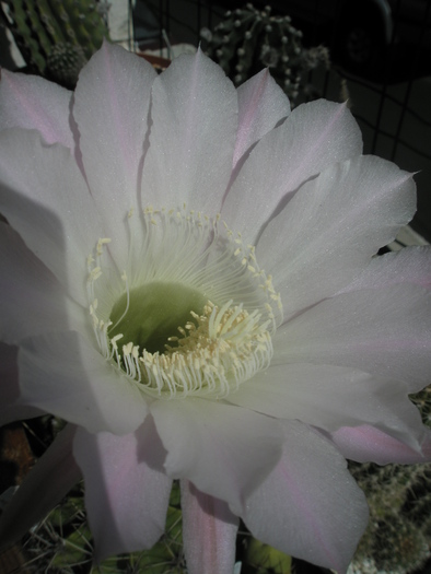 Echinopsis - floare - Echinopsis