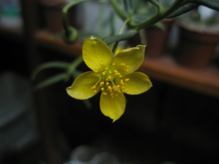 Tallinum - macro floare - Plante cu CAUDEX