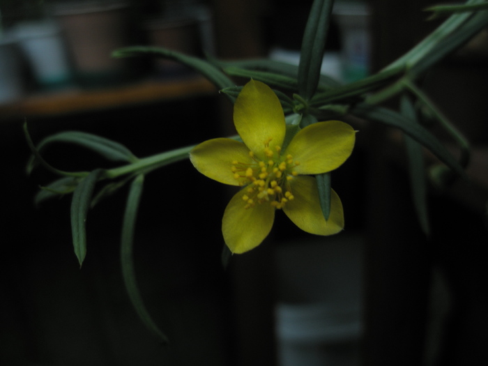Tallinum - floare 2 - Plante cu CAUDEX