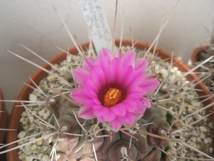 Thelocactus rinconensis v. freudenbergerii - floare