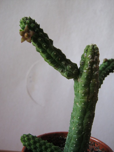 Echidnopsis damaniana (7)