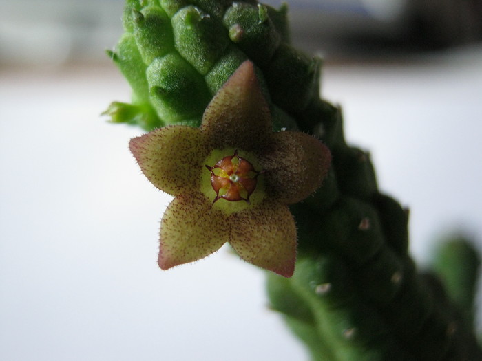 Echidnopsis damaniana (3)