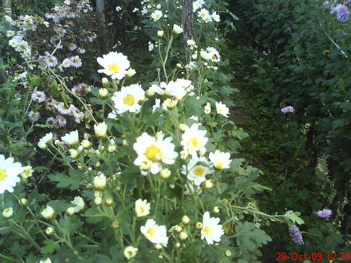 DSC00021 - Crisanteme