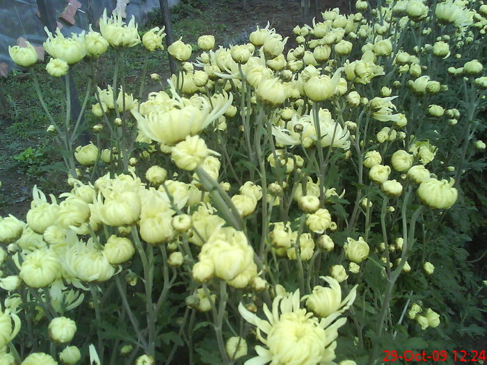 DSC00022 - Crisanteme