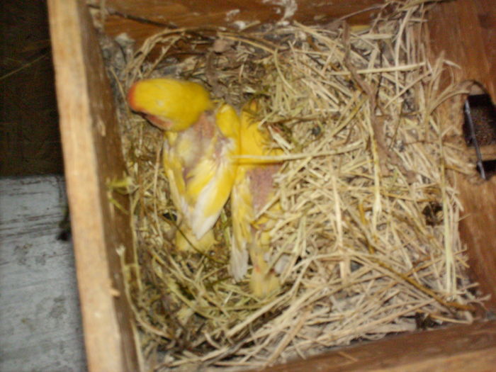 roseicollis - Agapornis-Pui-13