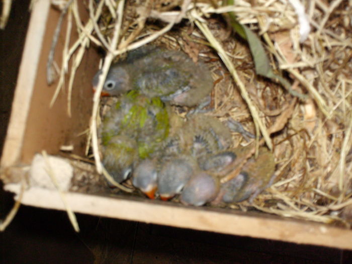  - Agapornis-Pui-13