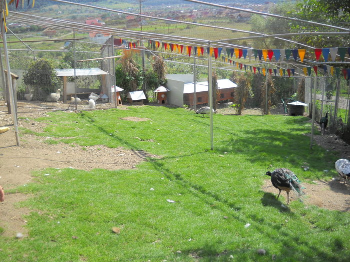 voliera cu pauni