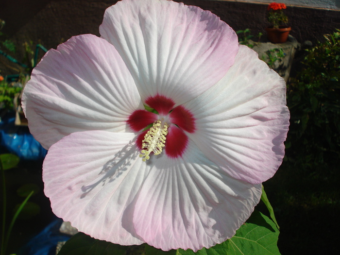 13092010, acelasi hibi, alta culoare - Hibiscus moscheutos