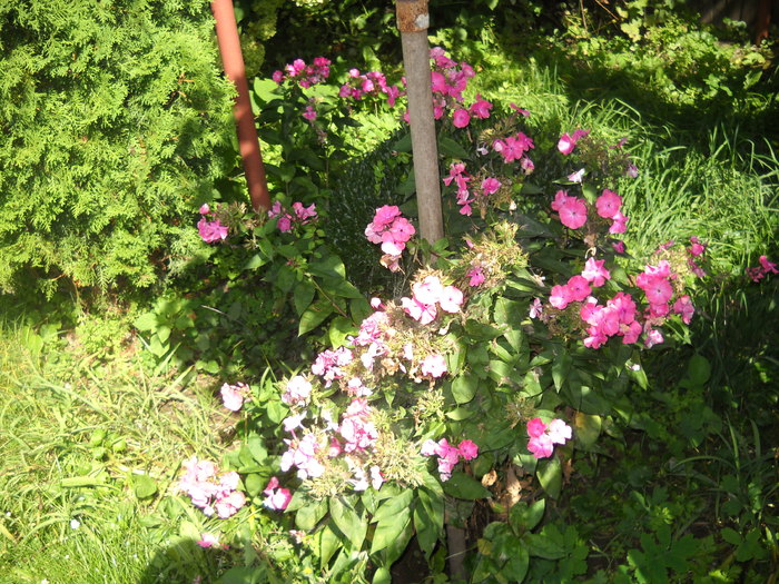 DSCN5224 - FLORI DIVERSE