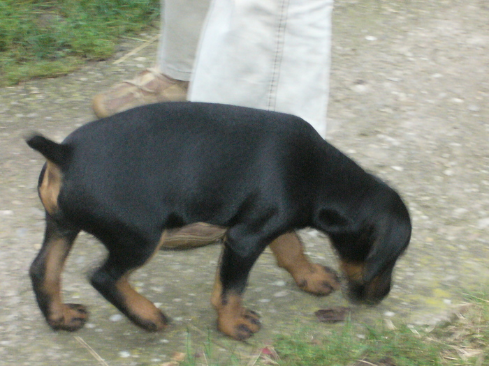 in cautarea urmei - jagdterrierii mei