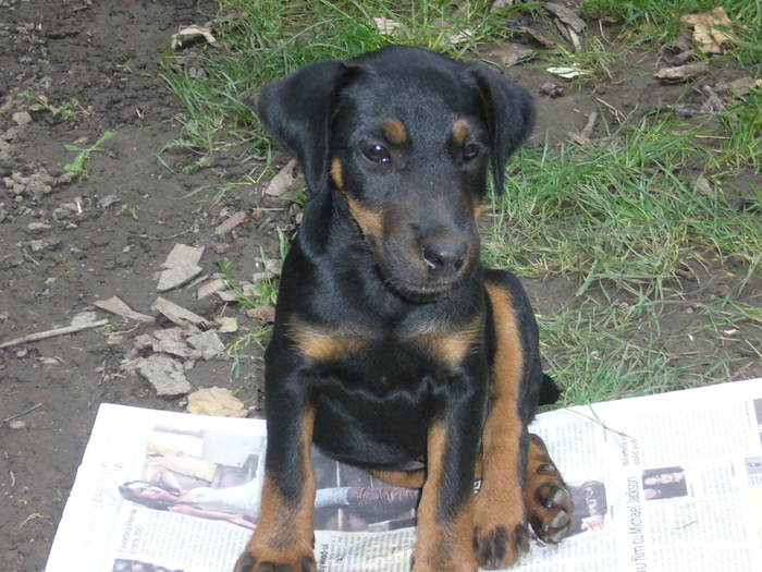 mi se inchid ochii - jagdterrierii mei