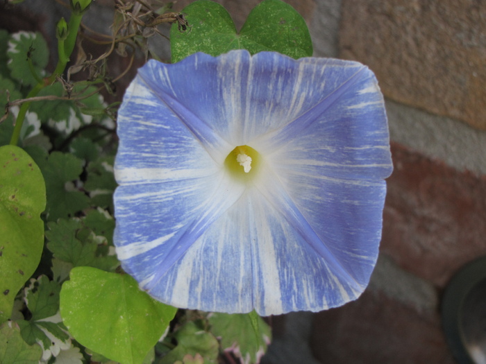 Ipomoea 5 sept 2010 - ipomoea - zorele