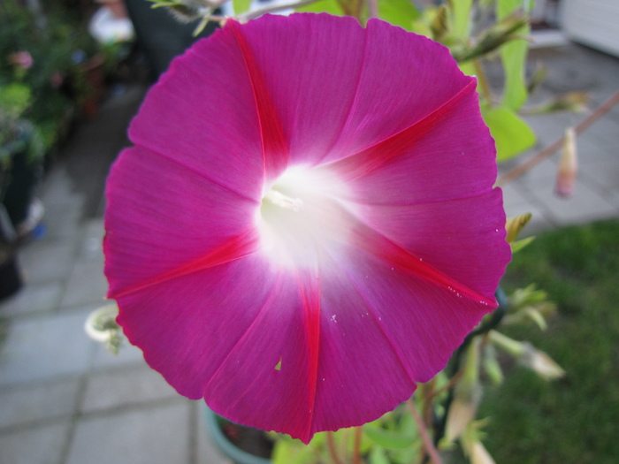 Ipomoea roz 6 sept 2010 (2) - ipomoea - zorele