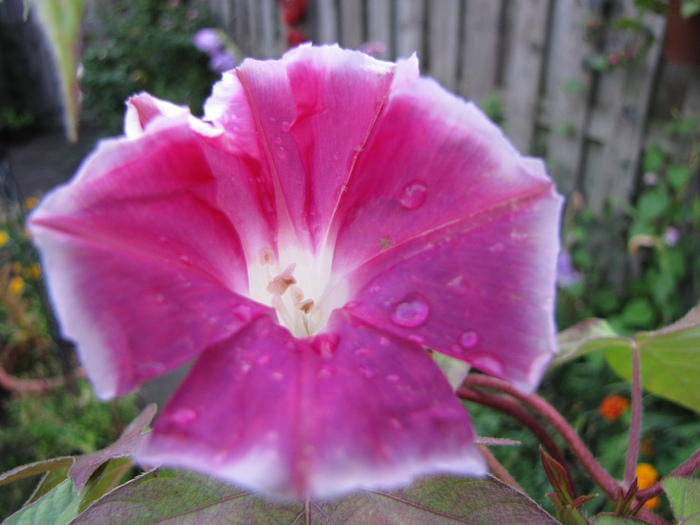 Ipomoea 8 sept 2010 - ipomoea - zorele