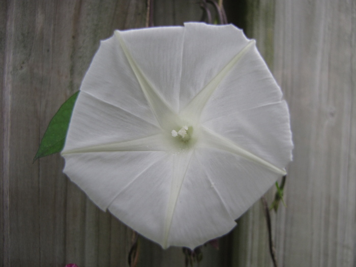 Ipomoea 10 sept 2010 (2) - ipomoea - zorele