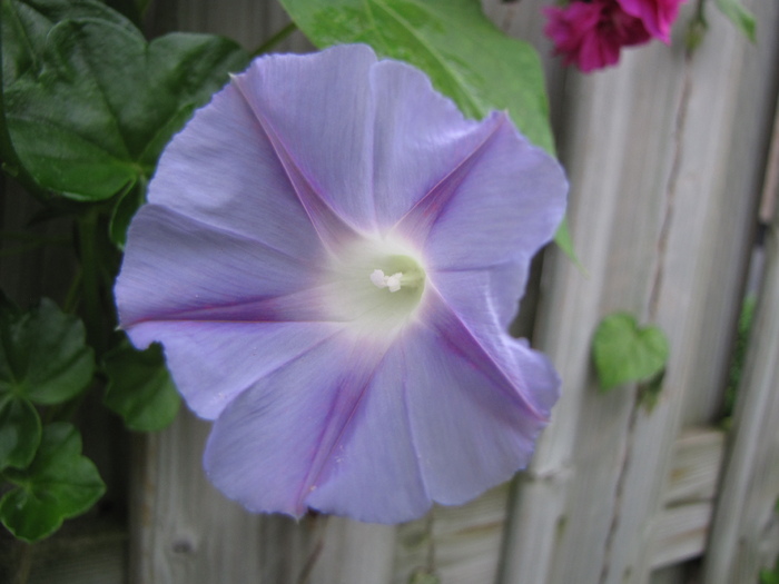 Ipomoea 10 sept 2010 (3) - ipomoea - zorele