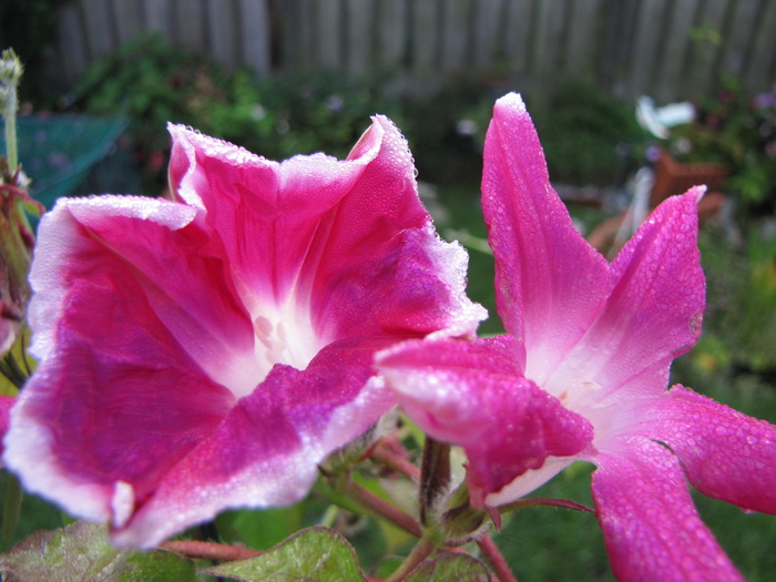 Ipomoea 13sept 2010