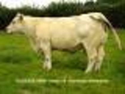 2358512201 - CHAROLAIS