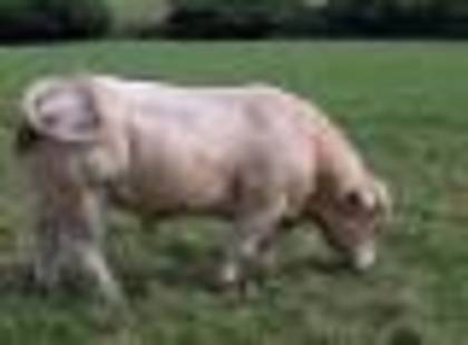 3246945568 - CHAROLAIS