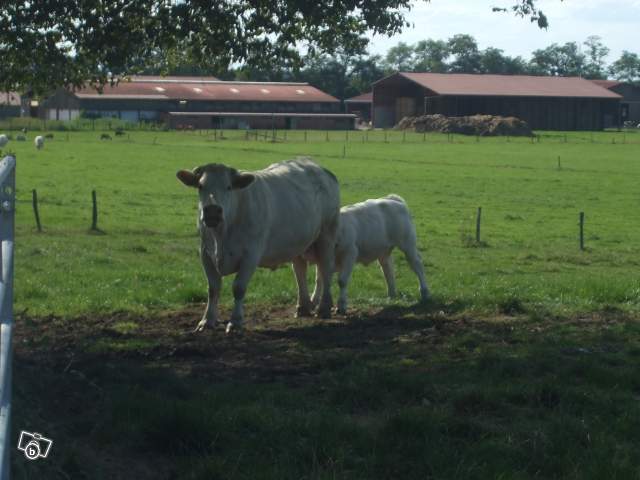 3199710101 - CHAROLAIS