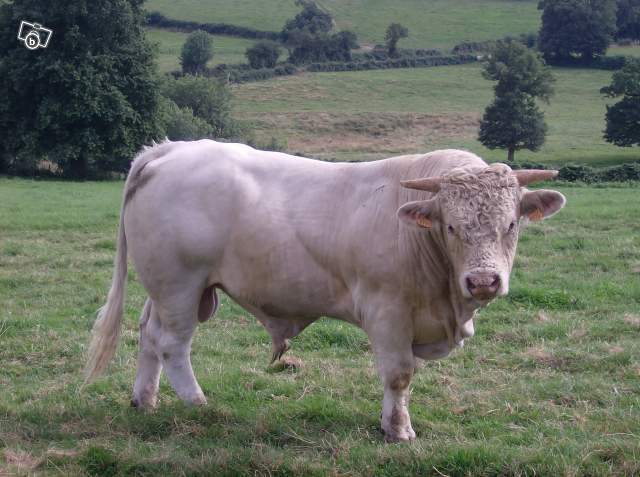 3251268065 - CHAROLAIS