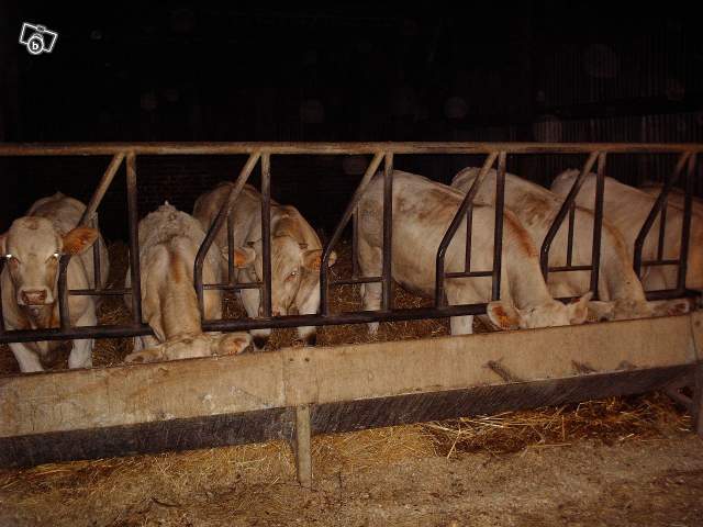 3377475761 - CHAROLAIS