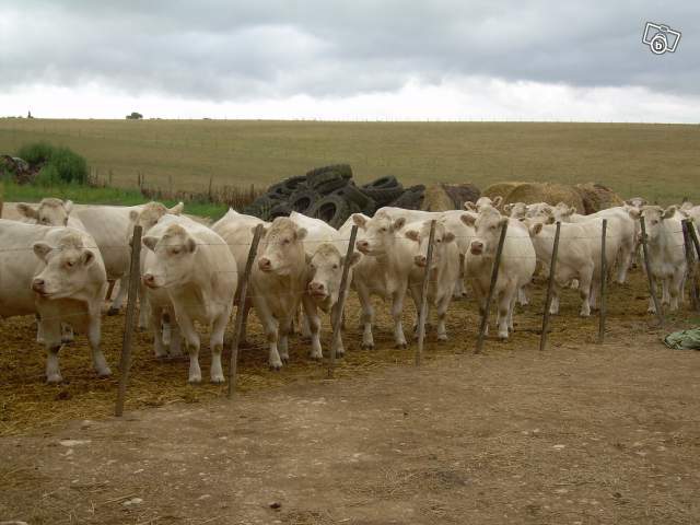 3514622628 - CHAROLAIS