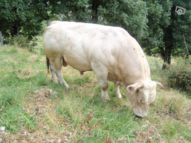 4288573412 - CHAROLAIS