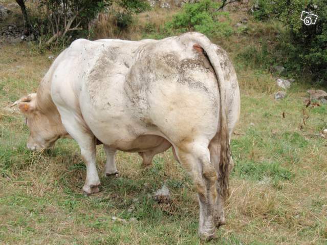 4290673823 - CHAROLAIS