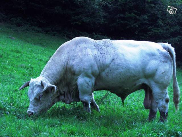 4402881422 - CHAROLAIS