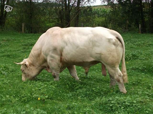 4413788713 - CHAROLAIS