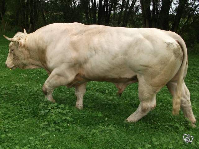 4485539883 - CHAROLAIS