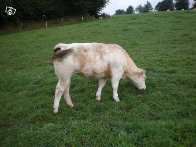 4556032196 - CHAROLAIS