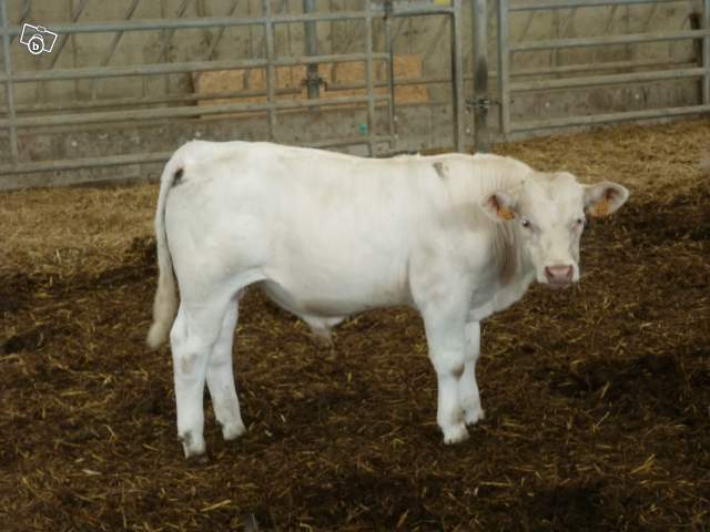 4588258601 - CHAROLAIS