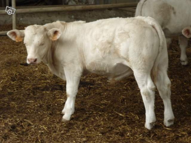 4592007785 - CHAROLAIS