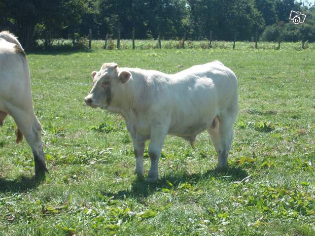 4845398366 - CHAROLAIS