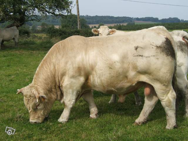 5756188190 - CHAROLAIS