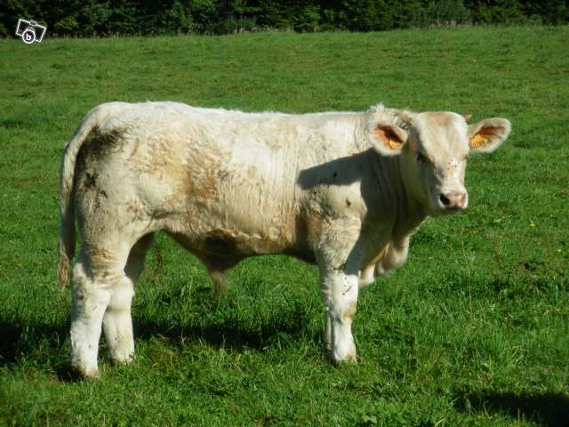 6401203990 - CHAROLAIS