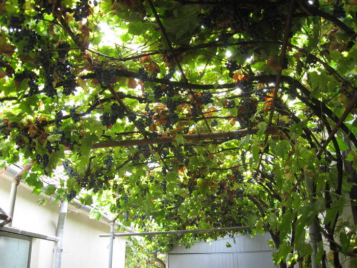 90  Bolta de struguri din Calafat - 06 - La Calafat - Dolj