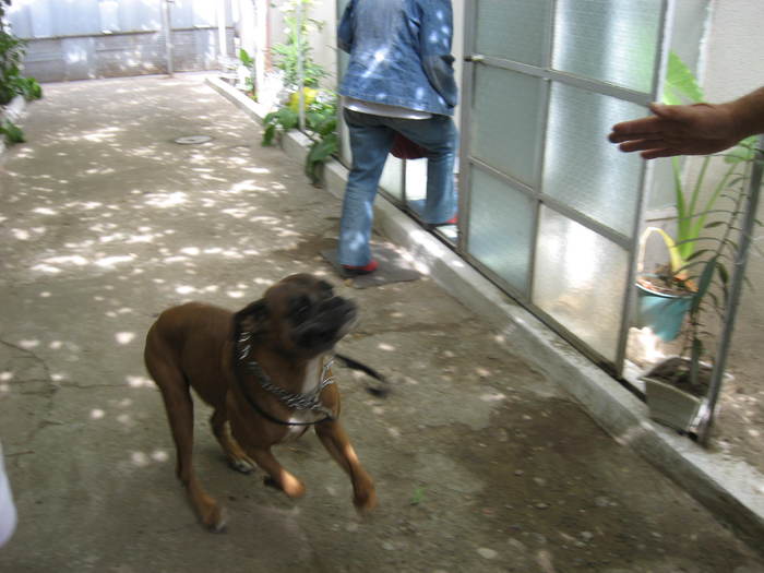 91  Caine rau din Calafat - 06 - La Calafat - Dolj