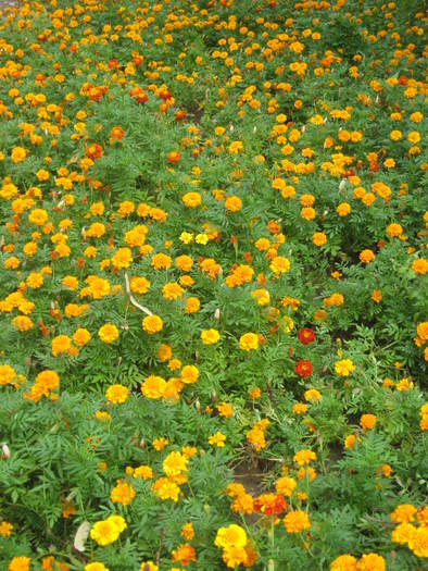 140 Covor de flori in Calafat