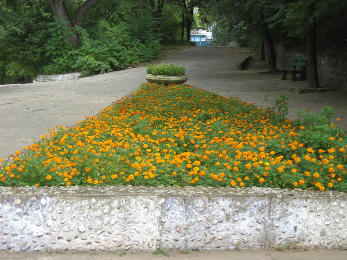 141 Covor de flori in Calafat