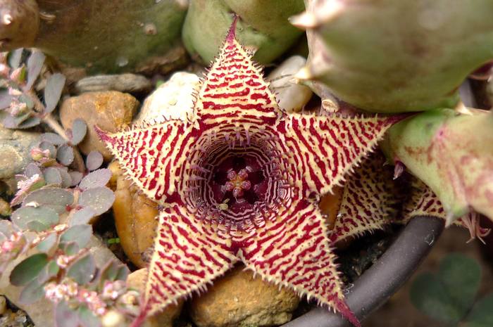  - Huernia stapelioides