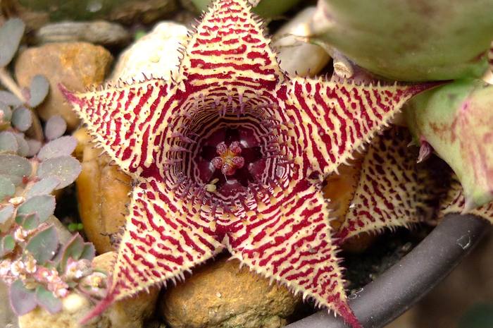  - Huernia stapelioides