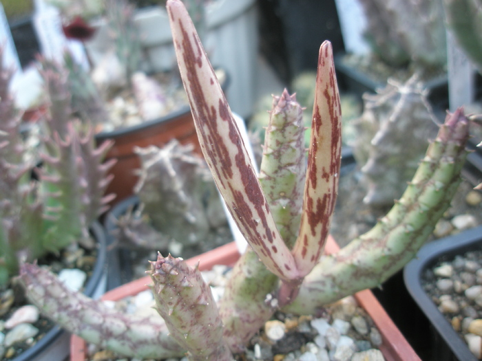 Fructe de Huernia pendula - Huernia pendula